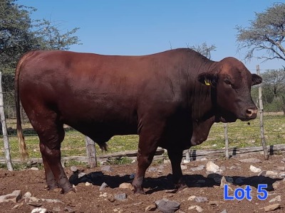 1X BEEFMASTER BULL GILBERT PEACOCK JNR