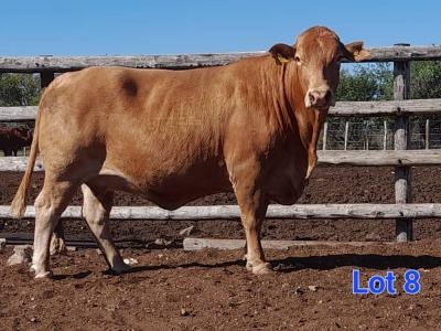 1X BEEFMASTER COW GILBERT PEACOCK JNR