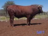 1X BEEFMASTER BULL GILBERT PEACOCK JNR