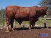 1X BEEFMASTER BULL GILBERT PEACOCK JNR