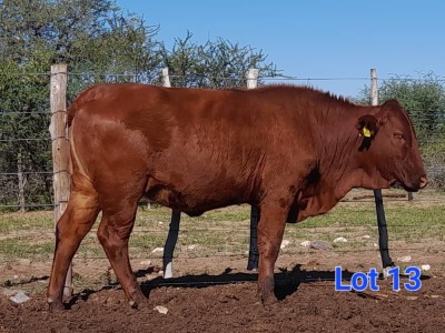 1X BEEFMASTER HEIFER GILBERT PEACOCK JNR