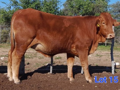 1X BEEFMASTER HEIFER GILBERT PEACOCK JNR