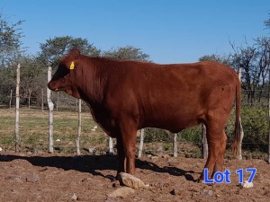 1X BEEFMASTER HEIFER GILBERT PEACOCK JNR