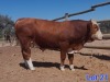 1X SIMMENTAL BULL GILBERT PEACOCK JNR