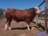 1X SIMMENTAL BULL GILBERT PEACOCK SNR