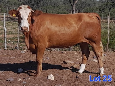 1X SIMMENTAL COW GILBERT PEACOCK SNR