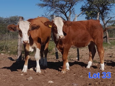 2X SIMMENTAL HEIFER GILBERT PEACOCK SNR