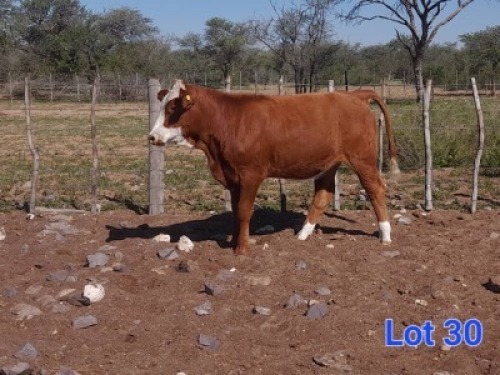 1X SIMMENTAL HEIFER GILBERT PEACOCK SNR