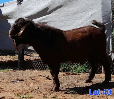 1X KALAHARI RED BUCK GILBERT PEACOCK JNR