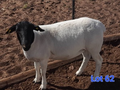 1X DORPER EWE GILBERT PEACOCK SNR