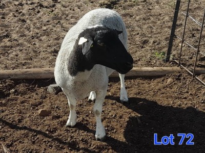 1X DORPER EWE GILBERT PEACOCK SNR