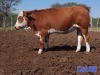 1X SIMMENTAL HEIFER GILBERT PEACOCK SNR