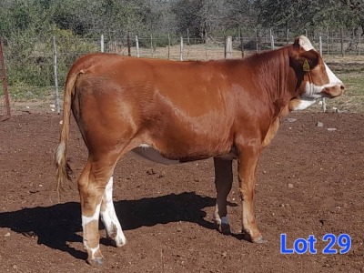 1X SIMMENTAL HEIFER GILBERT PEACOCK SNR