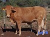 1X BEEFMASTER COW GILBERT PEACOCK JNR