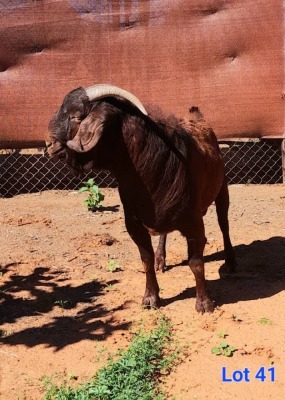 1X KALAHARI RED BUCK GILBERT PEACOCK JNR