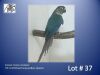 1-0 '23 Conure: Green-cheeked: DF.Violet TurquoiseBlue Opaline - Piet Jacobs