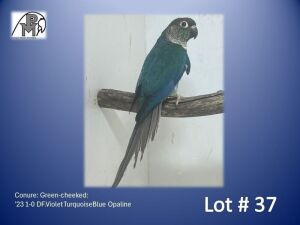 1-0 '23 Conure: Green-cheeked: DF.Violet TurquoiseBlue Opaline - Piet Jacobs