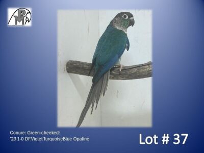 1-0 '23 Conure: Green-cheeked: DF.Violet TurquoiseBlue Opaline - Piet Jacobs