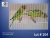 1-1 '21 Plum-headed Parakeet: Green x Green - Dirk Grobler