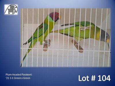 1-1 '21 Plum-headed Parakeet: Green x Green - Dirk Grobler