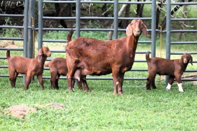 1+3X STUD 4-075 KALAHARI REDS EWE TOTALE UITVERKOPING MAGGIESDAL