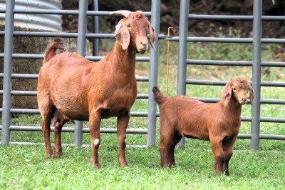 1+1X STUD 4-077 KALAHARI REDS EWE TOTALE UITVERKOPING MAGGIESDAL