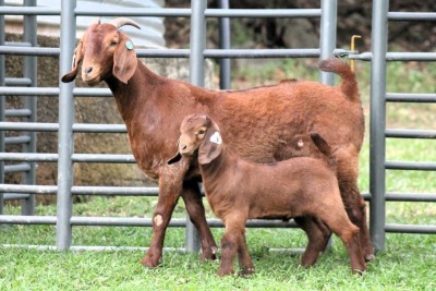 1+1X STUD 4-076 KALAHARI REDS EWE TOTALE UITVERKOPING MAGGIESDAL