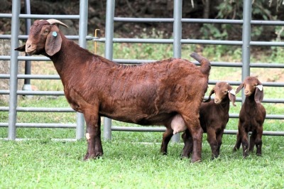 1+2X STUD 4-062 KALAHARI REDS EWE TOTALE UITVERKOPING MAGGIESDAL