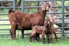 1+2X STUD 4-072 KALAHARI REDS EWE TOTALE UITVERKOPING MAGGIESDAL