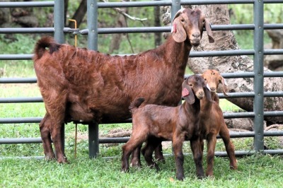 1+2X STUD 4-072 KALAHARI REDS EWE TOTALE UITVERKOPING MAGGIESDAL