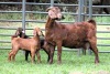 1+2X STUD 4-072 KALAHARI REDS EWE TOTALE UITVERKOPING MAGGIESDAL - 2