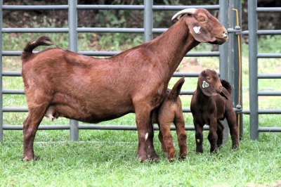 1+2X STUD 4-074 KALAHARI REDS EWE TOTALE UITVERKOPING MAGGIESDAL