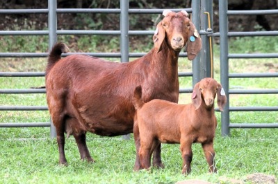 1+1X STUD 4-065 KALAHARI REDS EWE TOTALE UITVERKOPING MAGGIESDAL