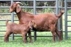 1+1X STUD 4-078 KALAHARI REDS EWE TOTALE UITVERKOPING MAGGIESDAL