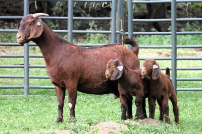 1+2X STUD 4-063 KALAHARI REDS EWE TOTALE UITVERKOPING MAGGIESDAL