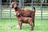 1+1X FLOCK 42375 KALAHARI REDS EWE TOTALE UITVERKOPING MAGGIESDAL