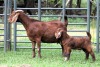 1+1X FLOCK 42375 KALAHARI REDS EWE TOTALE UITVERKOPING MAGGIESDAL - 2