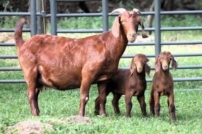 1+2X STUD 4-069 KALAHARI REDS EWE TOTALE UITVERKOPING MAGGIESDAL