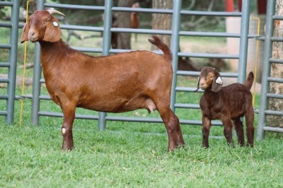 1+1X STUD 4-073 KALAHARI REDS EWE TOTALE UITVERKOPING MAGGIESDAL