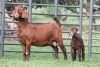 1+1X STUD 4-073 KALAHARI REDS EWE TOTALE UITVERKOPING MAGGIESDAL - 2