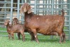 1+2X STUD 4-068 KALAHARI REDS EWE TOTALE UITVERKOPING MAGGIESDAL