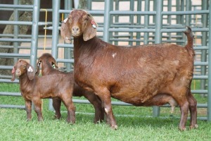 1+2X STUD 4-068 KALAHARI REDS EWE TOTALE UITVERKOPING MAGGIESDAL