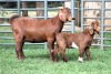 1+1X STUD 4-061 KALAHARI REDS EWE TOTALE UITVERKOPING MAGGIESDAL