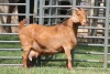 1X STUD 4-079 KALAHARI REDS EWE TOTALE UITVERKOPING MAGGIESDAL