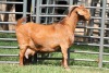 1X STUD 4-079 KALAHARI REDS EWE TOTALE UITVERKOPING MAGGIESDAL - 2