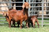 1+2X FLOCK 4-348 KALAHARI REDS EWE TOTALE UITVERKOPING MAGGIESDAL