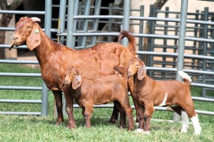 1+2X FLOCK 4-476 KALAHARI REDS EWE TOTALE UITVERKOPING MAGGIESDAL