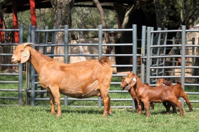 1+3X FLOCK 4-459 KALAHARI REDS EWE TOTALE UITVERKOPING MAGGIESDAL