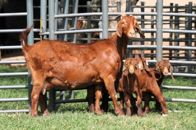 1+3X FLOCK 4-480 KALAHARI REDS EWE TOTALE UITVERKOPING MAGGIESDAL