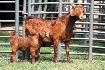 1+1X FLOCK 4-343 KALAHARI REDS EWE TOTALE UITVERKOPING MAGGIESDAL